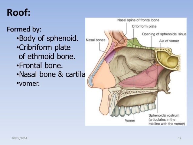 Separates the oral and nasal cavities foto 301